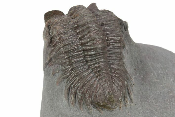 Reddish/Purple Coltraneia Trilobite - Zireg, Morocco #249815